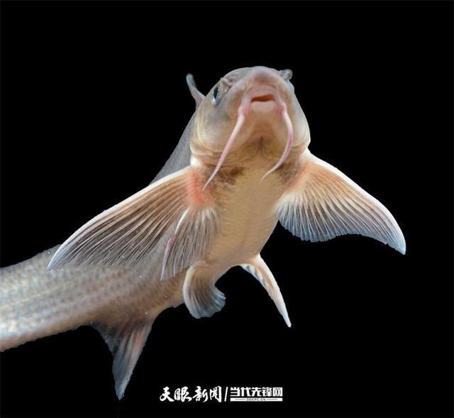 开云电竞:大江奔腾“国宝”归来(图17)