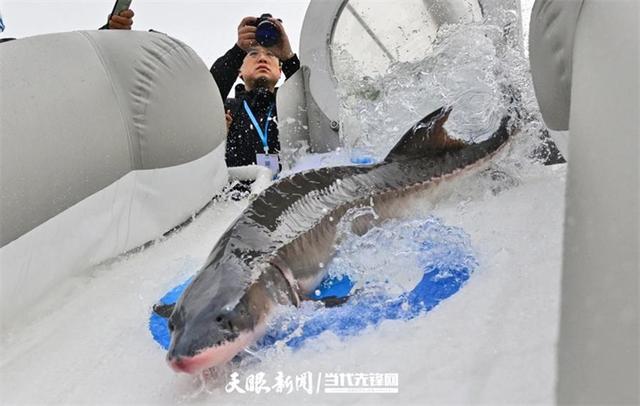开云电竞:大江奔腾“国宝”归来(图15)