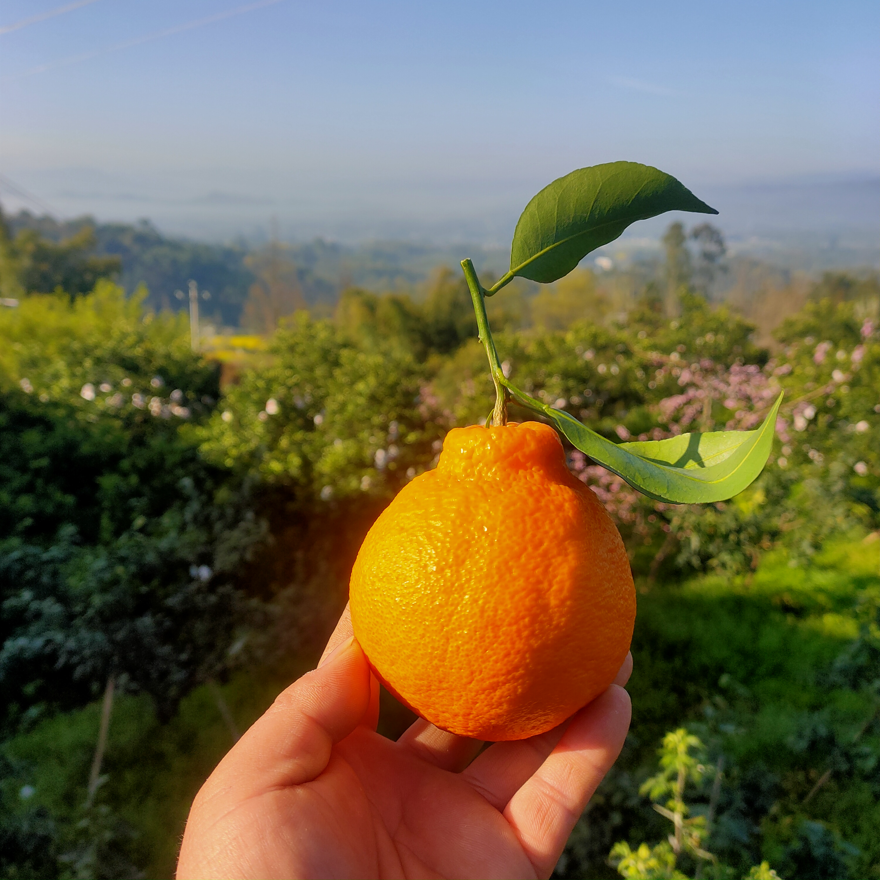 2026年四川专开云电竞业枇杷批发供应厂家综合评估与推荐(图1)