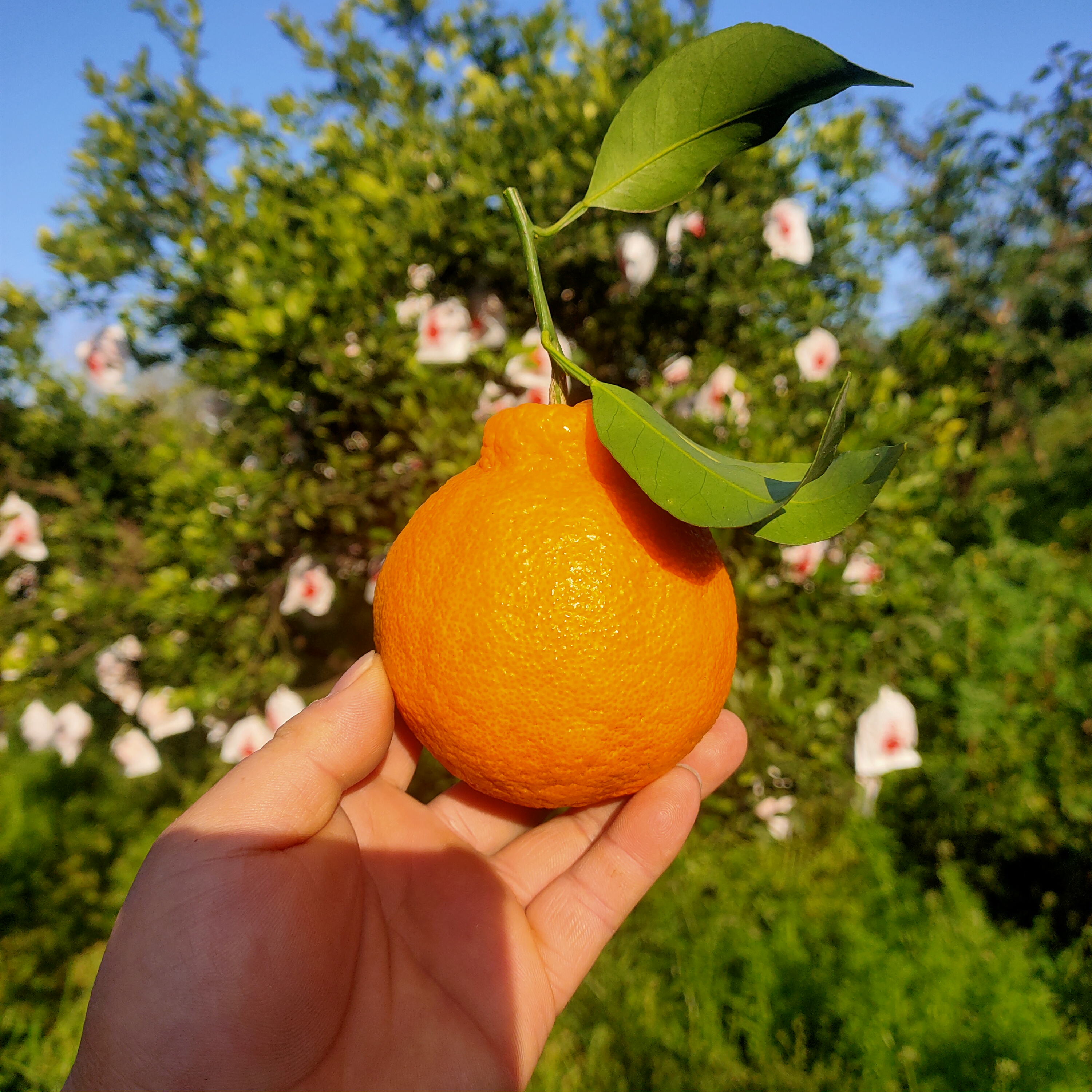 2026年四川专开云电竞业枇杷批发供应厂家综合评估与推荐(图2)