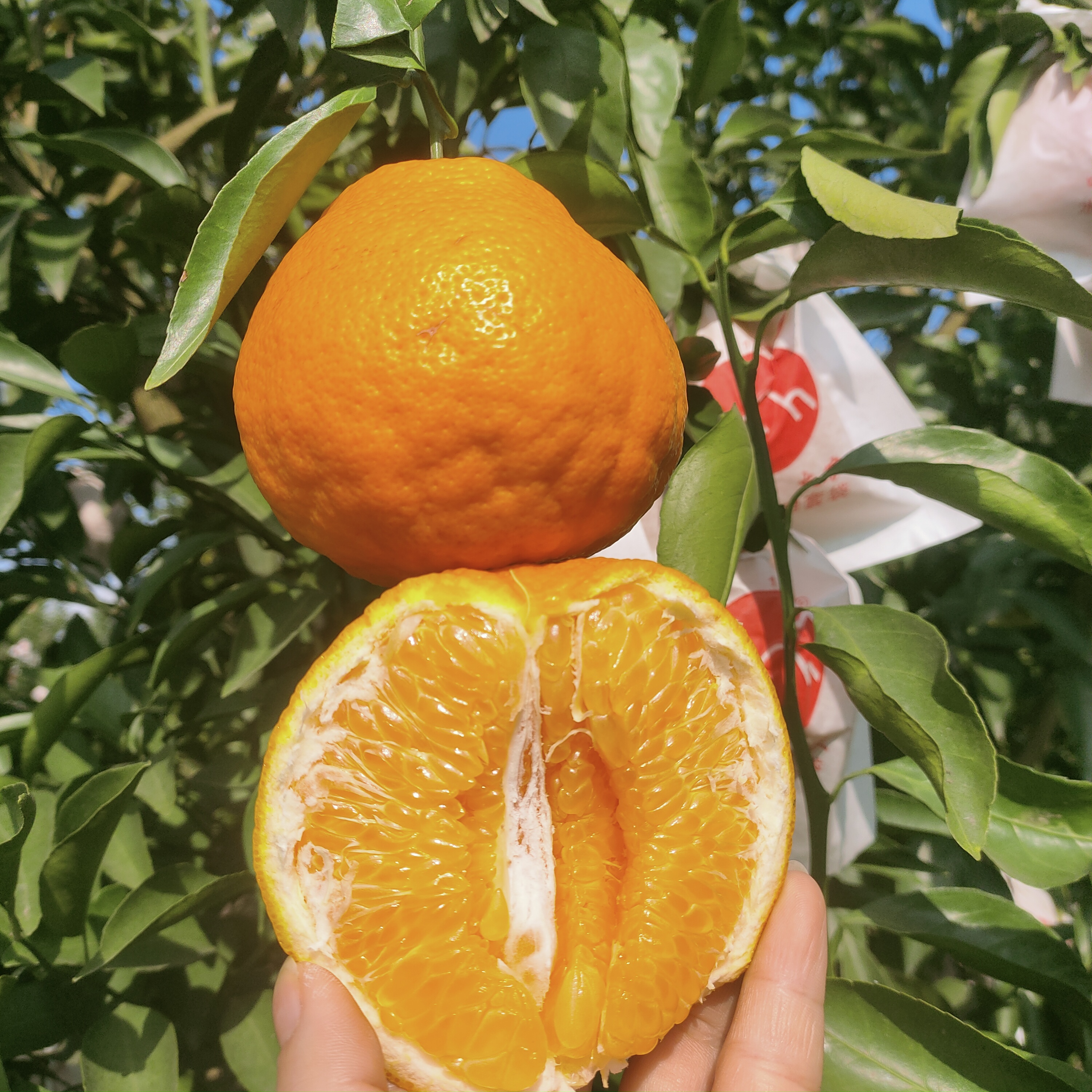 2026年四川专开云电竞业枇杷批发供应厂家综合评估与推荐(图3)