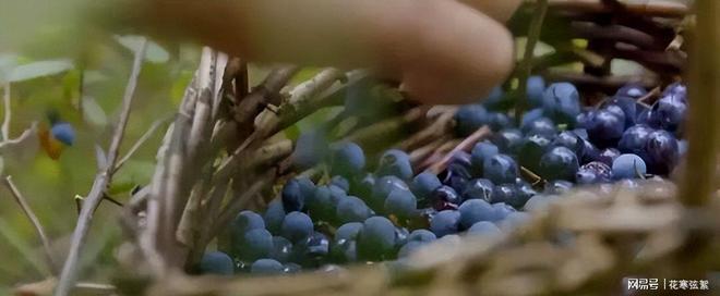 云南反季蓝莓价格大降30元一斤48小时新鲜到货(图3)