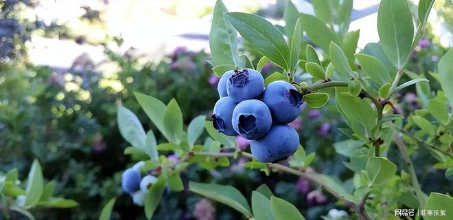 云南反季蓝莓价格大降30元一斤48小时新鲜到货(图6)