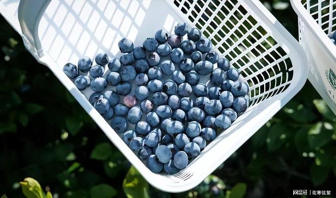 云南反季蓝莓价格大降30元一斤48小时新鲜到货(图7)