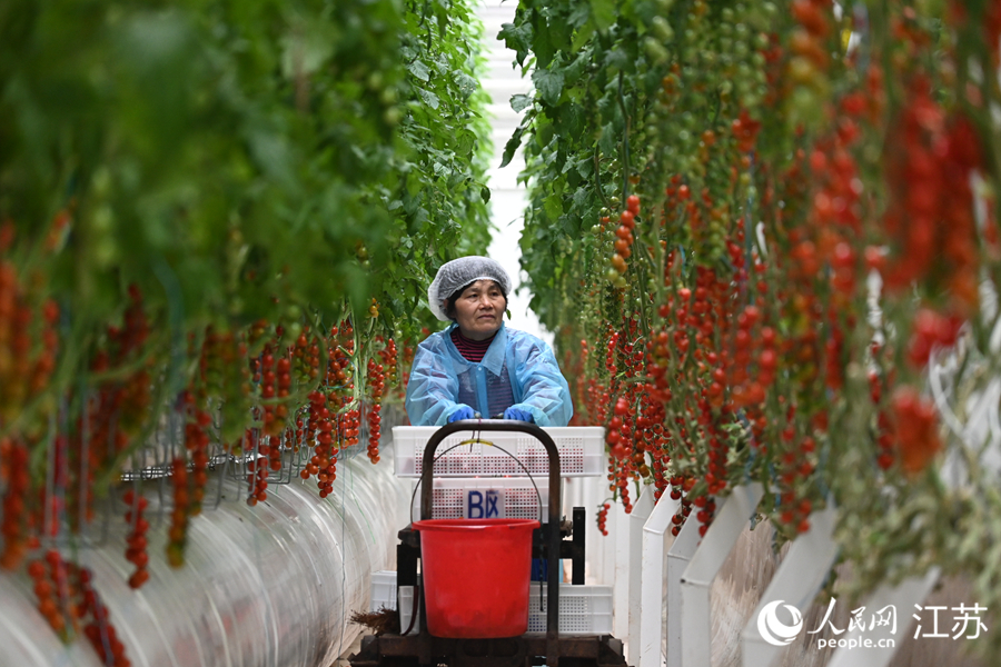 开云电竞入口:江苏邳州：水果番茄水灵灵(图3)