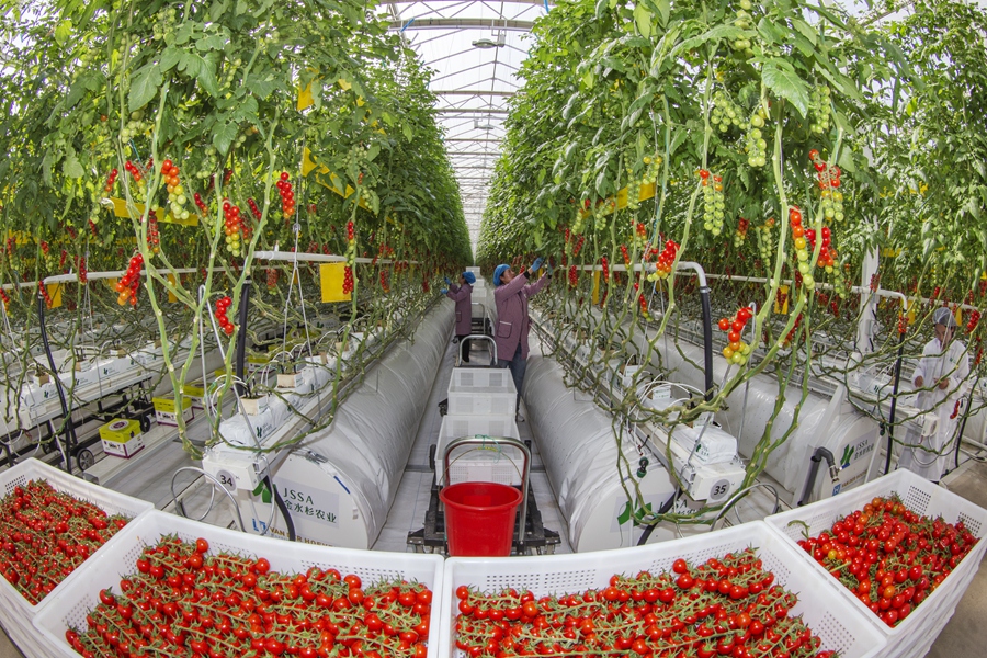 开云电竞入口:江苏邳州：水果番茄水灵灵(图2)