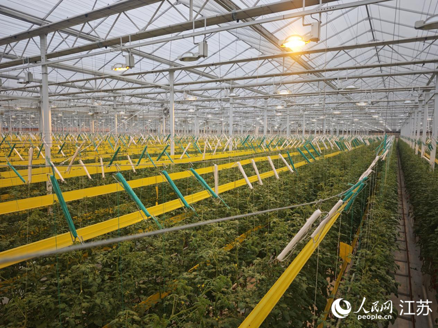 开云电竞入口:江苏邳州：水果番茄水灵灵(图1)